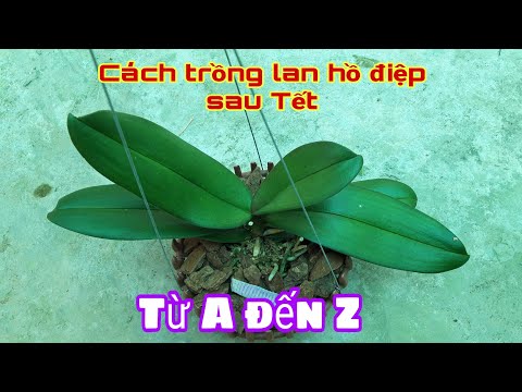 Cách trồng và chăm sóc lan hồ điệp sau Tết từ A đến Z | Foci