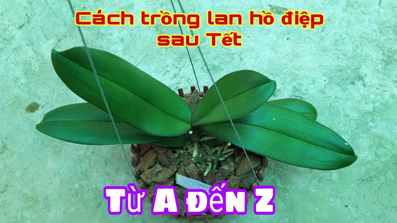 Cách trồng và chăm sóc lan hồ điệp sau Tết từ A đến Z