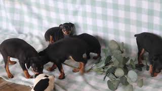 Miniature Pinscher Puppies For Sale