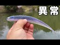 【バス釣り】スーパーフィッシュローラーのインプレ!!想像と違う使用感と7.5inchが異常すぎた件【RAID JAPAN 2024 新製品】SUPER FISHROLLER[新製品動画]