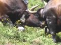 Valais wallis  le pays o les vaches sont reines