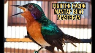 Kicauan Burung Kolibri Wulung Fighter Gacor Dor