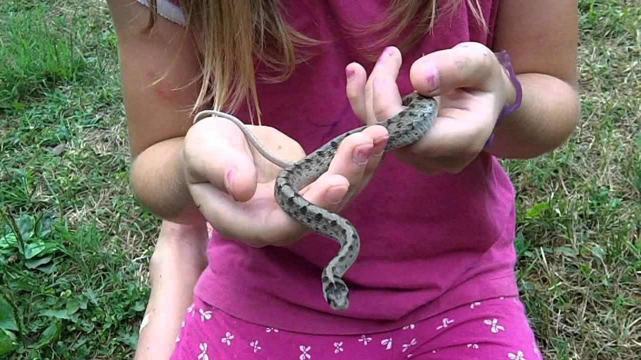 foundation medicine Allies Animal Intel Snake Shed, Brown Snake and More