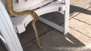 Video 16: 2012 Female Sunfire ST HET