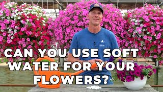 Can You Use Soft Water for Plants and Flowers? screenshot 5