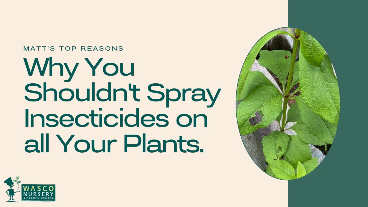 Top Reasons you should NOT Spray Insecticides on all of your Plants