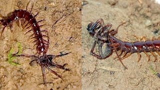 Wolf spider vs. stone centipede.The longest fight