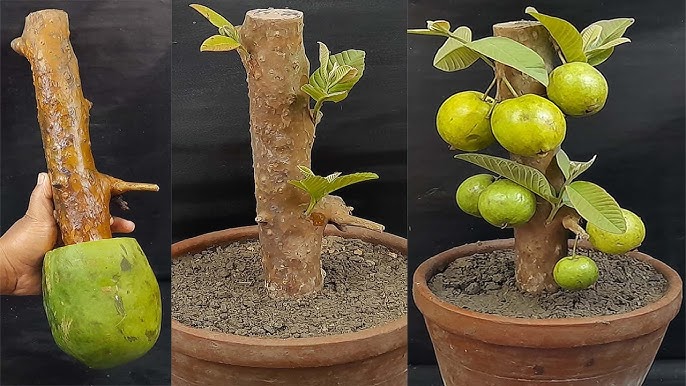 5 Ways To Successfully Grow A Healthy Guava Tree From 2024