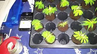 Beginning cloning of our Cannabis