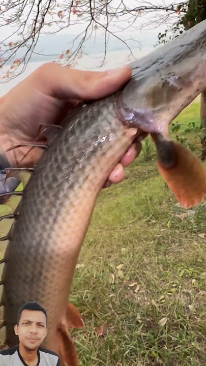 dragon fish from nature