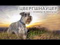 ЦВЕРГШНАУЦЕР. Плюсы и минусы породы миниатюрный шнауцер