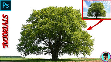 Easy Powerful Techniques  To Cut Out a Tree In Photoshop | photoshop tutorial