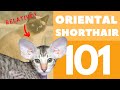 The Oriental Shorthair Cat 101 : Breed & Personality の動画、YouTube動画。