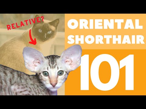 The Oriental Shorthair Cat 101 : Breed & Personality