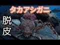 タカアシガニの脱皮　Molting of Japanese Spider Crab