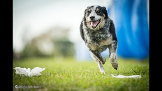 Skippy : AKC Trick Dog Intermediate Testing Video