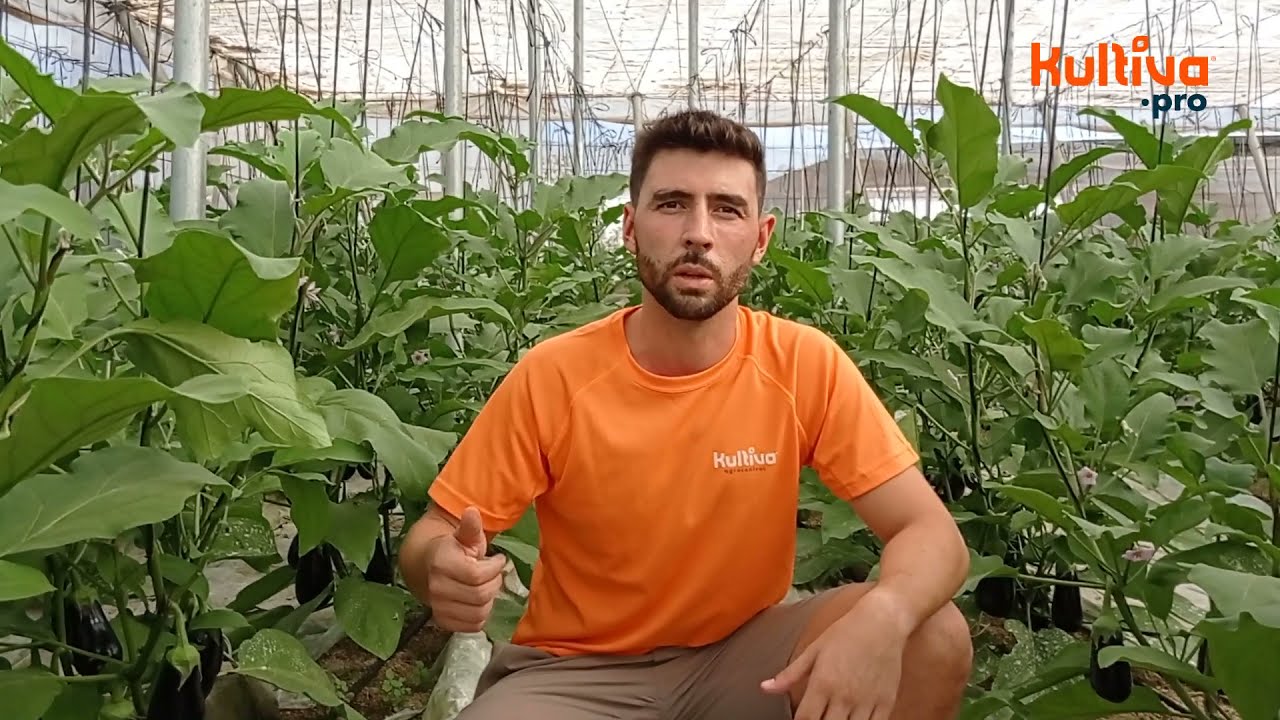 CÓMO AUMENTAR LA PRODUCCIÓN DE BERENJENAS - KULTIVA