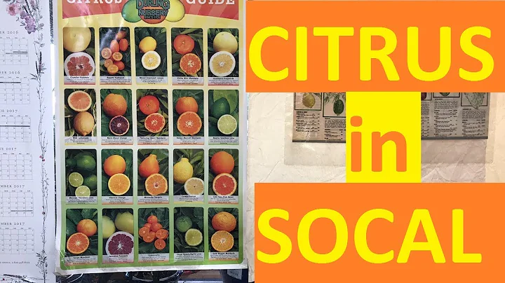 GROWING CITRUS IN SOUTHERN CALIFORNIA | LIVESTREAM