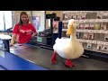 I took my duck to petsmart