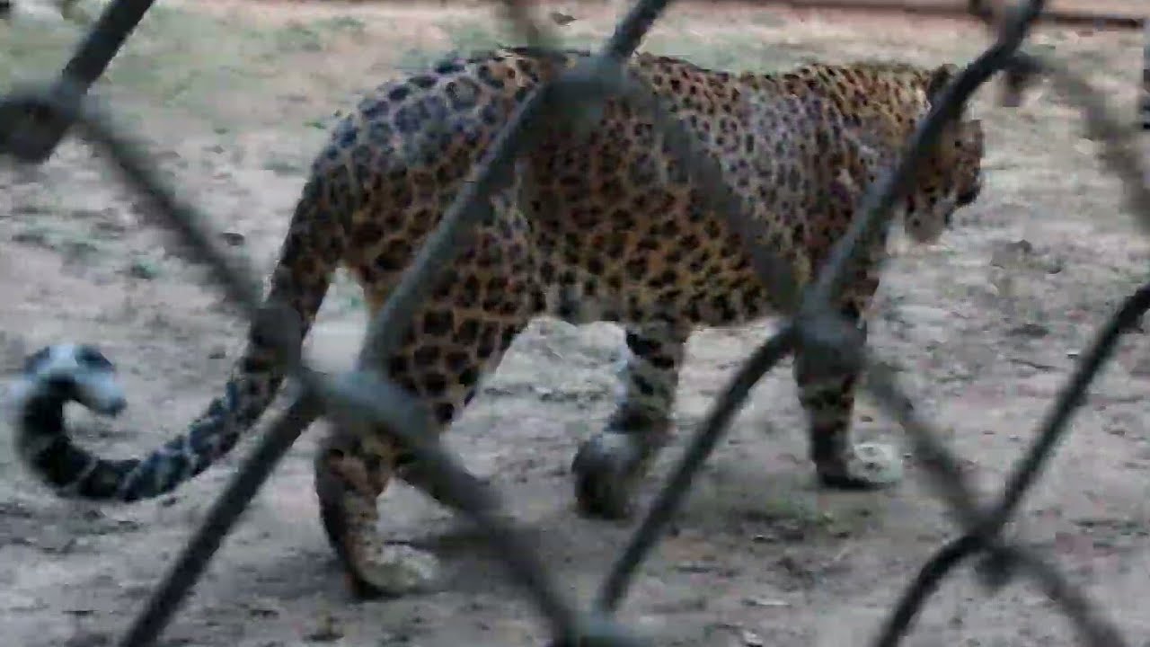 Gwalior Zoo 2 Leopard closeup YouTube