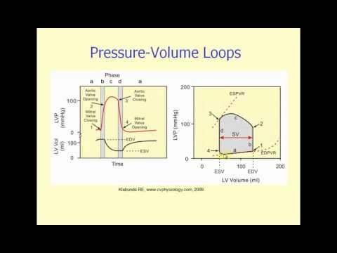pressure-volume loop generation - YouTube heart diagram not labeled 