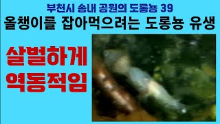 부천시 송내 공원의 도롱뇽 39. 올챙이를 잡아먹으려는 도롱뇽 유생; Korean salamander 39. Frog tadpole hunting by 이덕하의 진화심리학 29 views 19 hours ago 54 minutes