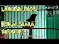 Murai Ngeriwik Terapi Murai Batu Macet Bunyi Rumper Shama Mp3 - Mp4 Download