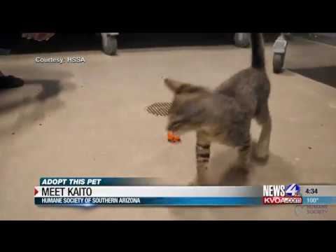 camera iphone 8 plus apk Adopt This Pet: Meet Kaito!