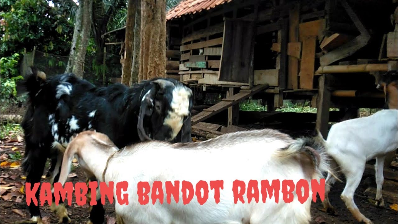 @HewanPopuler Kandang kambing murah/ Kambing bandot rambon#kambing # ...