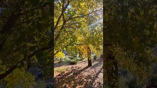 Осінь в Одесі 🍁 Парк Шевченка #осінь2025 #одеса #українськийютуб #парк #shorts #ukraine #autumn