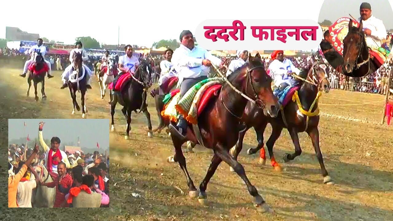 घुङदौङ फाइनल मुकाबला DADARI FINAL HORSE RACE BEST REHVAL CHAL RACE