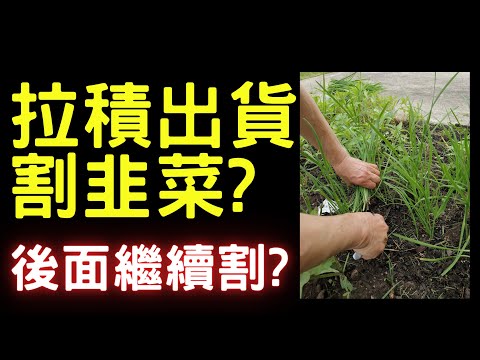 拉積出貨割韭菜? 後面繼續割? 股市,美股,長榮航,緯創,台積電,華榮,盤勢,台幣匯率,台股,股票,外資期權,AI概念股 交通安全第一, 05/25/23【宏爺講股】