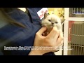 Задыхающегося котенка ветеринары обследуют но диагноз пока не выявили rescue kitten