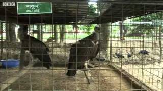 Play video: Sitesh Babu, The former hunter saving Bangladesh's wildlife, BBC News.