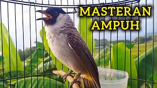 Masteran Kutilang Gacor  Isian