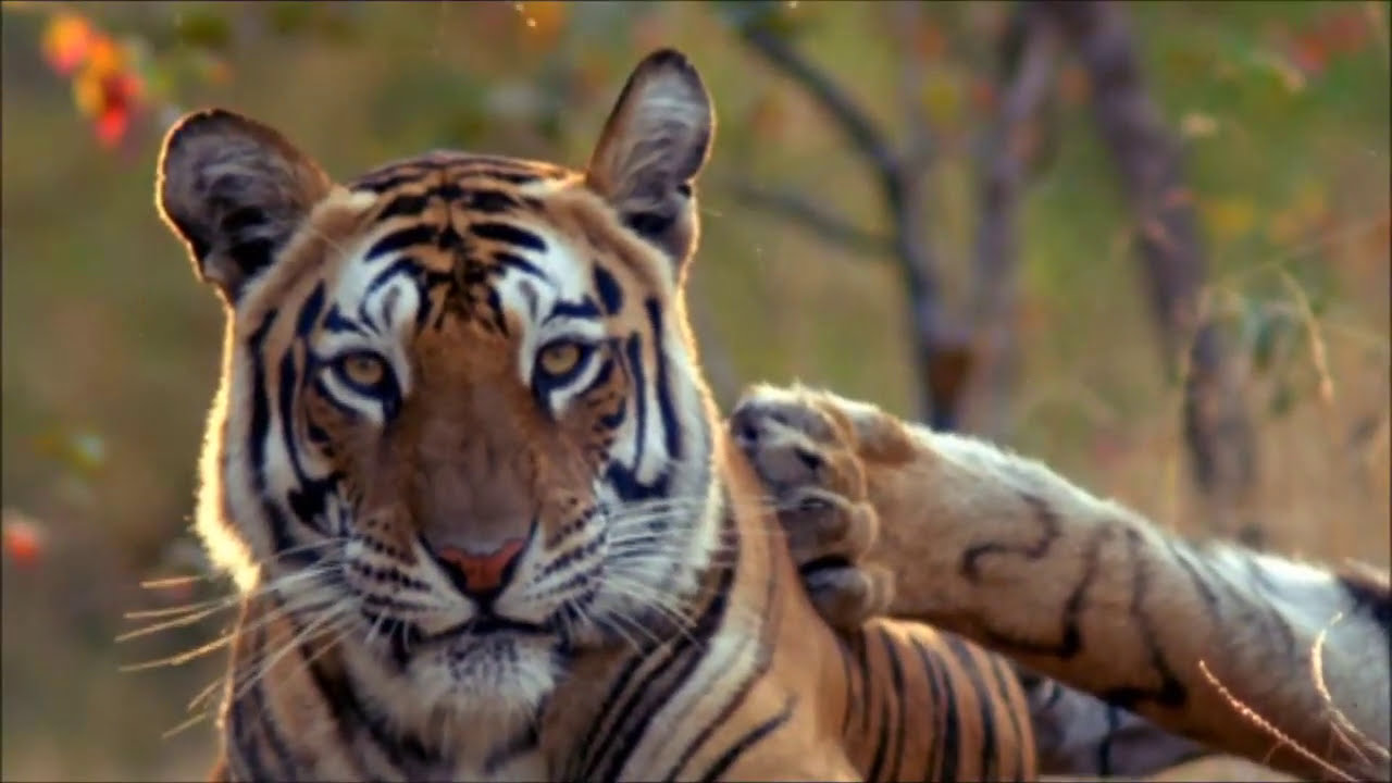 Evolution - Die Geschichte des Lebens Teil 4 (Doku)