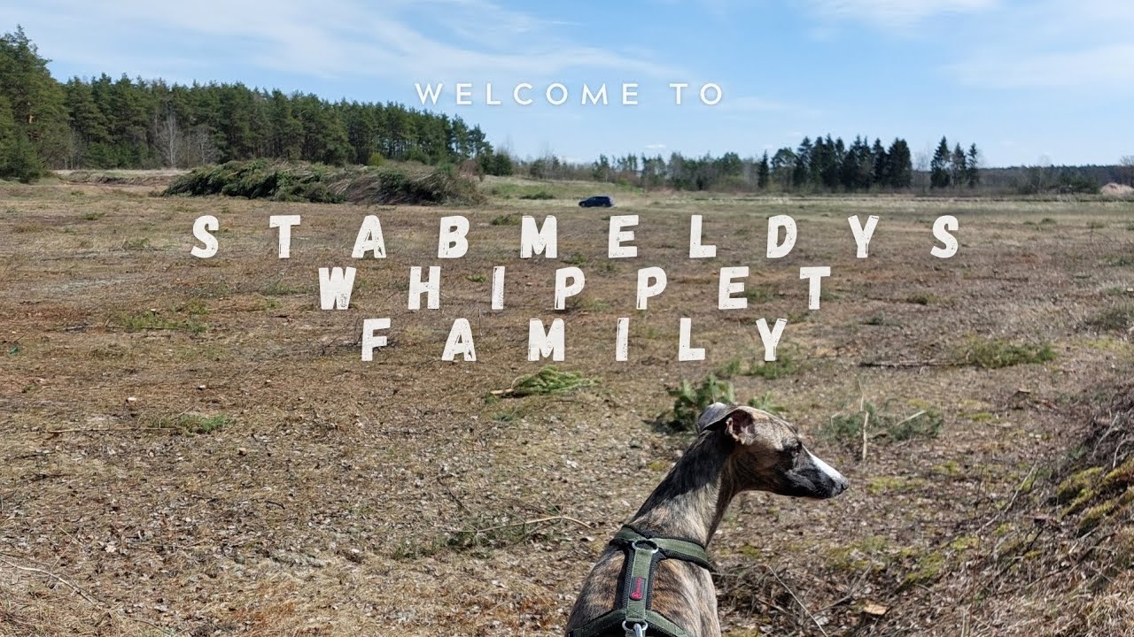 Short field walk with dogs in early March | Wilderness Hiking | Stabmeldys Whippet Family