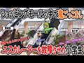 【ほぼ実話】ショッピングモールの中で鬼ごっこをし、エスカレーターを故障させた小学生の話【猫ミーム】【猫マニ】