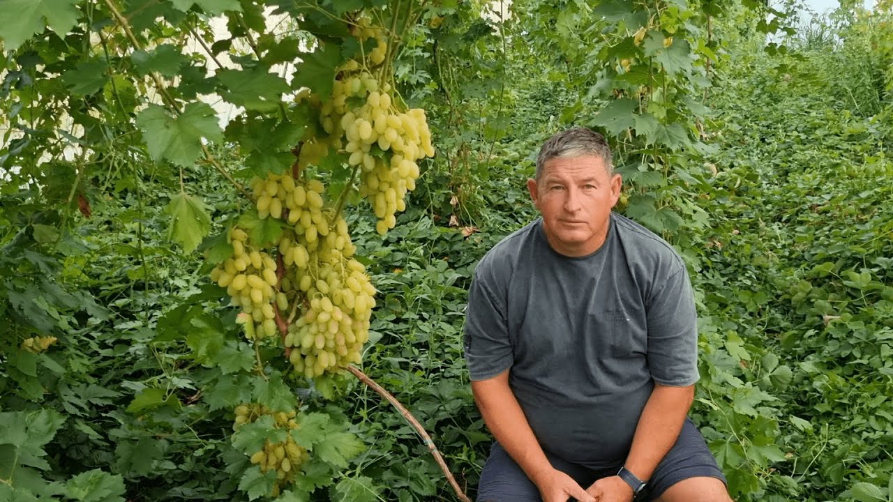 További korai fóliás fajtáim bemutatása érésben