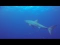 Great White while diving the Duane in Key Largo, Florida with a GoPro HD Hero 3 Black.