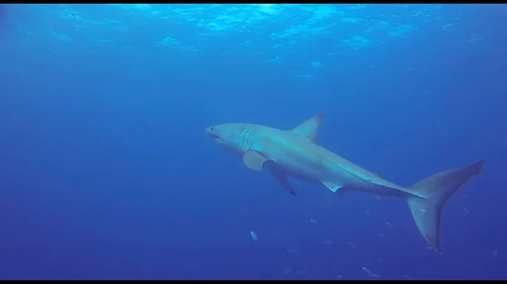 Great White while diving the Duane in Key Largo, F...