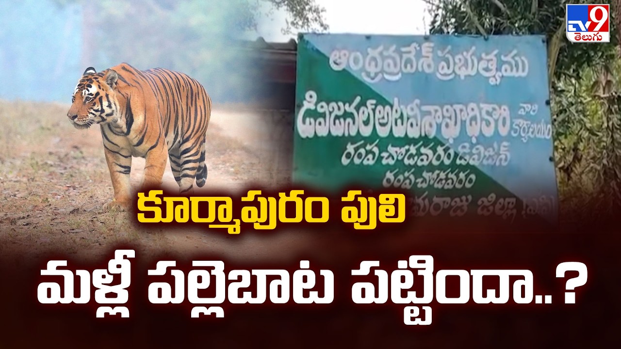 Has the Kurmapuram Tiger Returned to the village? : కూర్మాపురం పులి మళ్లీ పల్లెబాట పట్టిందా..? - TV9