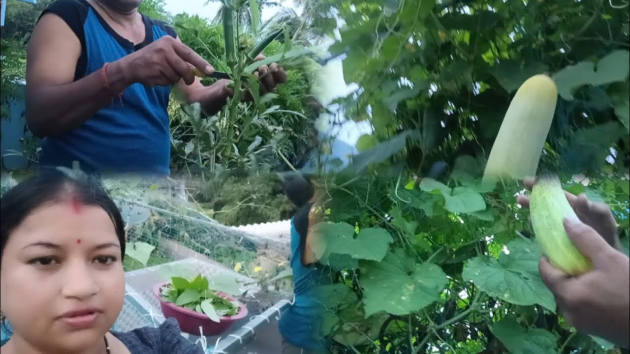ଛାତ ଉପରେ ବିଭିନ୍ନ ପ୍ରକାରର ପରିବା ଚାଷ 🥦🫛🥬🥒 #vlog #trending #video 