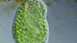 Thylakidium Pituitosum