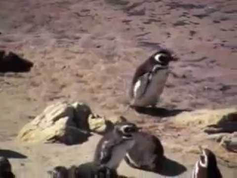 Gypsy Cove in Stanley Falkland Islands