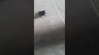 Alimento la golondrina Wealth