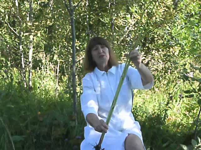 Видео доктора Людмилы Прянишниковой Болиголов пятнистый