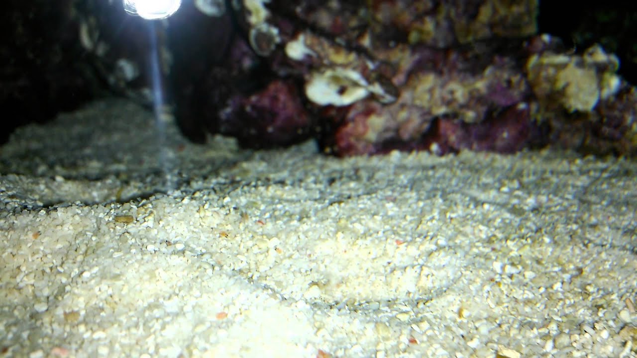 live mysis shrimp reef tank