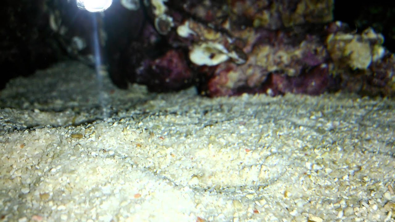 breeding mysis shrimp reef tank