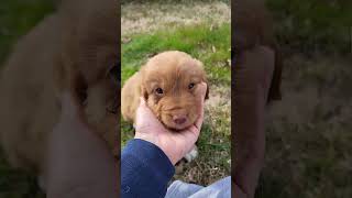 Nova Scotia Duck Tolling Retriever Puppy, Miss J7